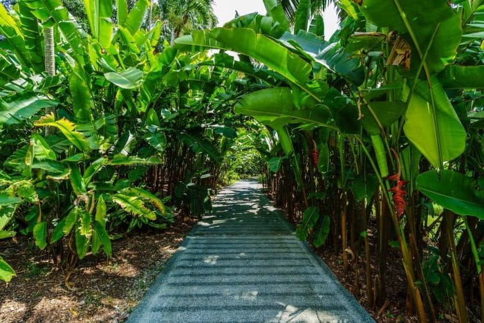 Guide complet pour planter un bananier et créer un environnement propice à sa croissance