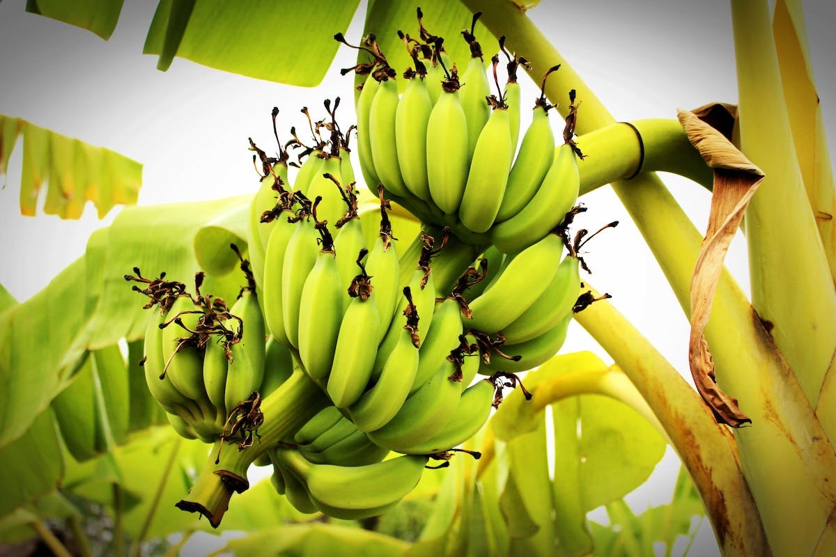 bananier  plantation